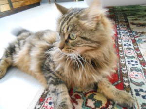 le pacha-hirondellina