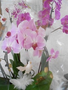 orchidées_hirondellina