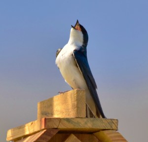 tout ça pour ça...