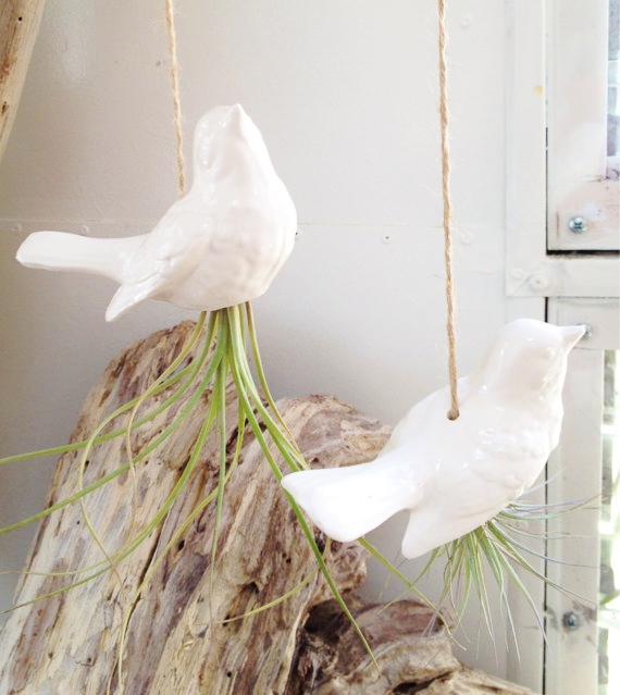 hirondelles blanches