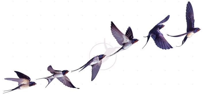Barn Swallow (Hirundo rustica) flight sequence