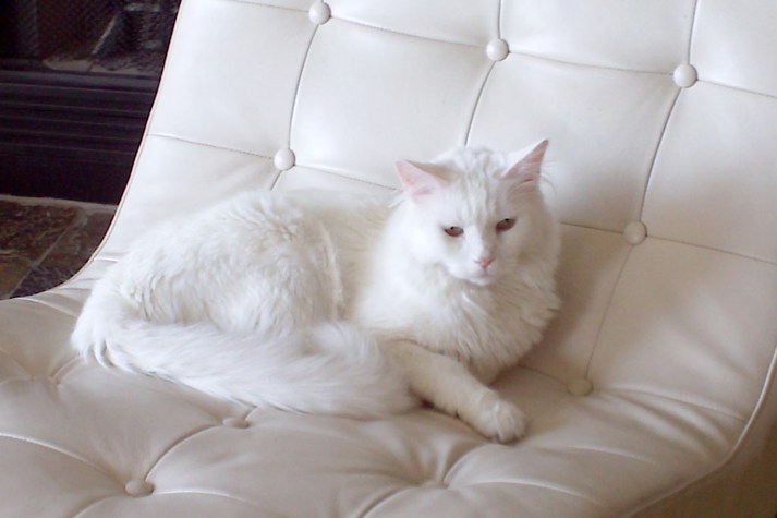 white cat