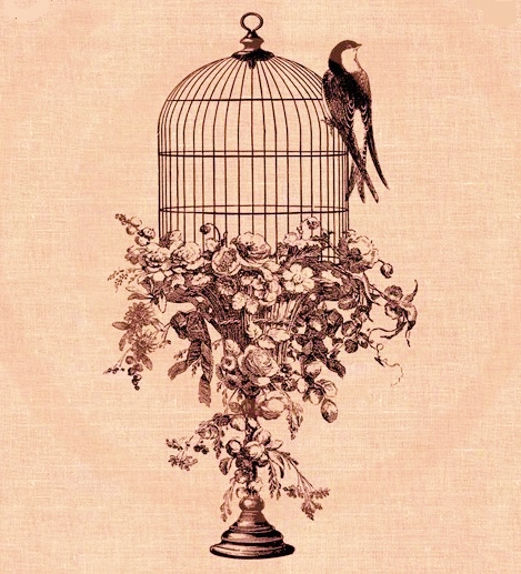 cage ouverte-hirondellina