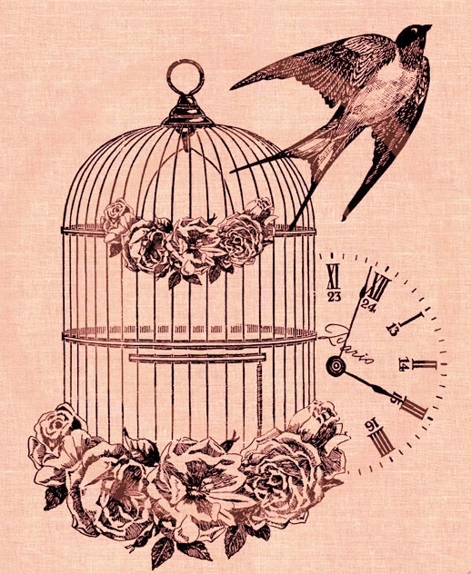 cage ouverte_hirondellina