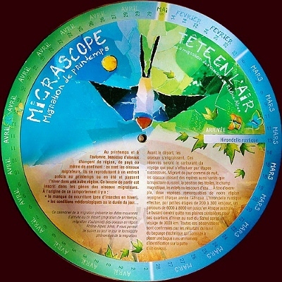 migration hirondelles