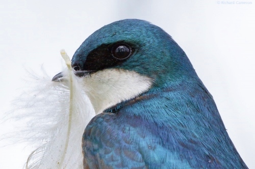 plume hirondelle (500x333)