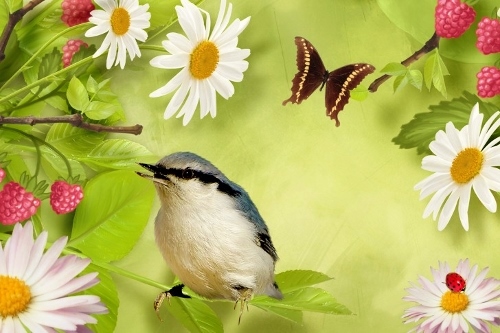 framboise et oiseau (500x333)