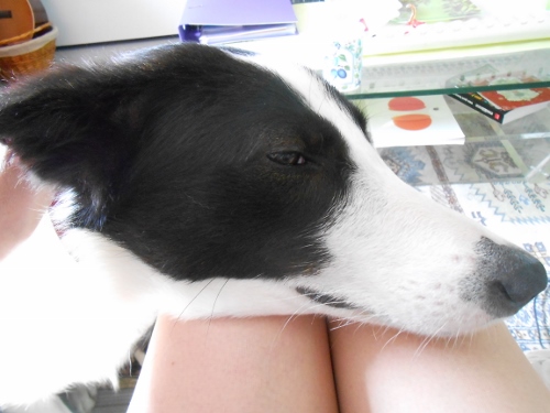 swallowdog (500x375)