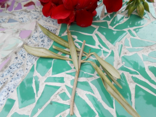 rameau olivier (500x375)