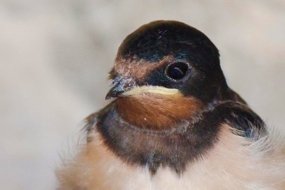 little swallow (400x267)