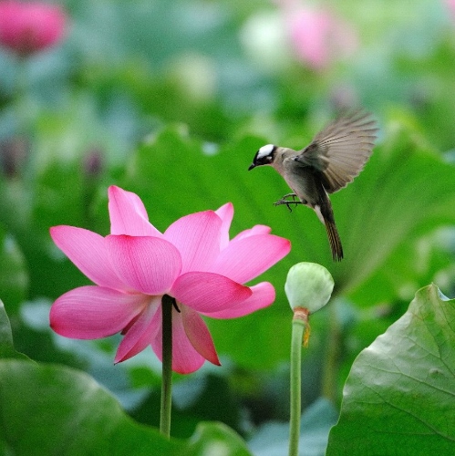 lotus-flower- (499x500)