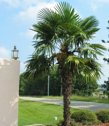 trachycarpus-fortunei