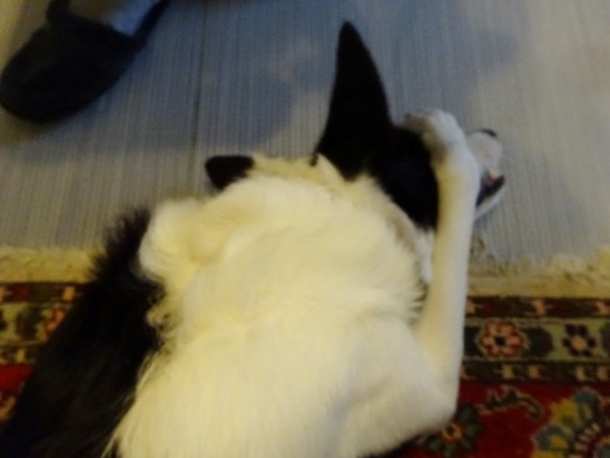 boule de poils (550x413)