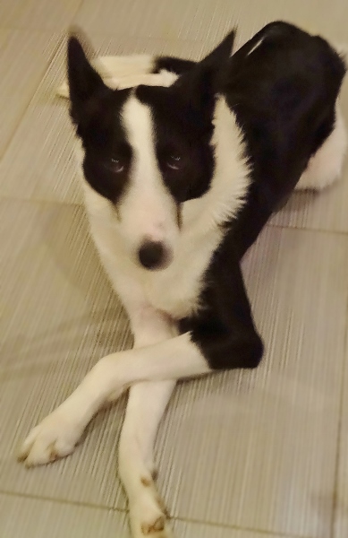 chien elegance (389x600)